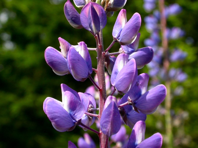 Lupinus polyphyllus